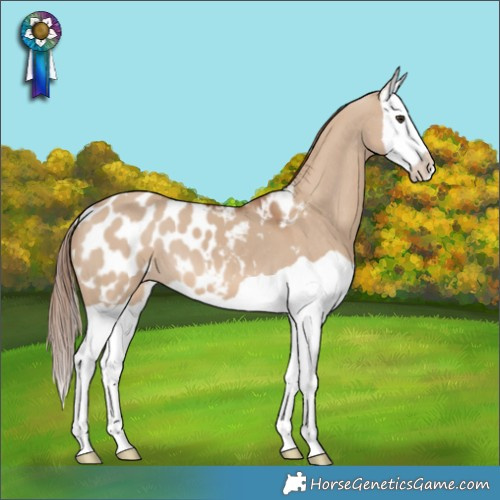 Horse Color:Red Dun Splash Appaloosa 