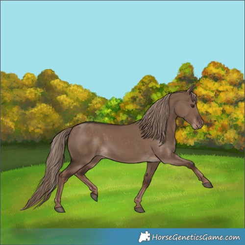 Horse Color:Liver Red Dun Rabicano