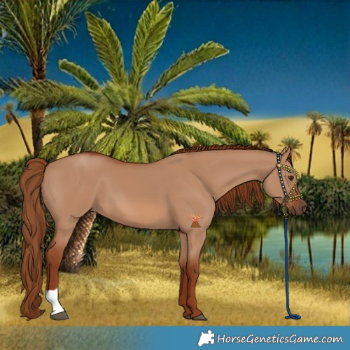 Horse Color:Red Dun