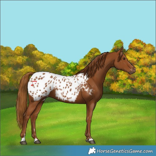 Horse Color:Gray Chestnut Blanket