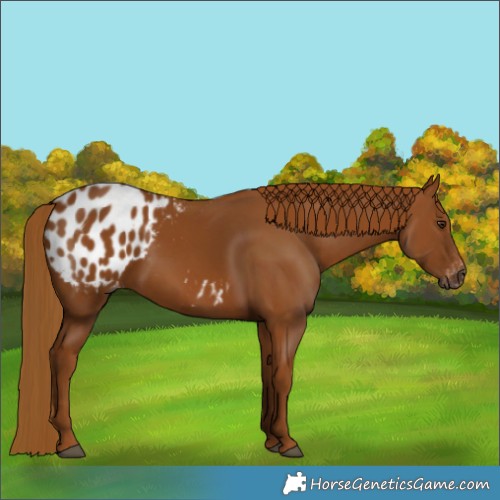 Horse Color:Gray Chestnut Blanket 