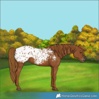 Horse Color:Gray Chestnut Blanket