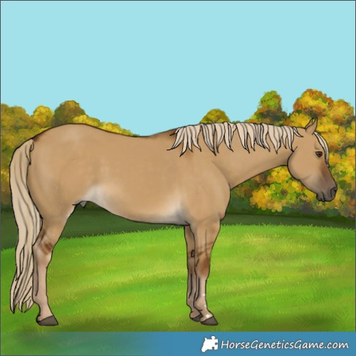 Horse Color:Chocolate Palomino Dun Rabicano