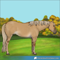 Horse Color:Chocolate Palomino Dun Rabicano
