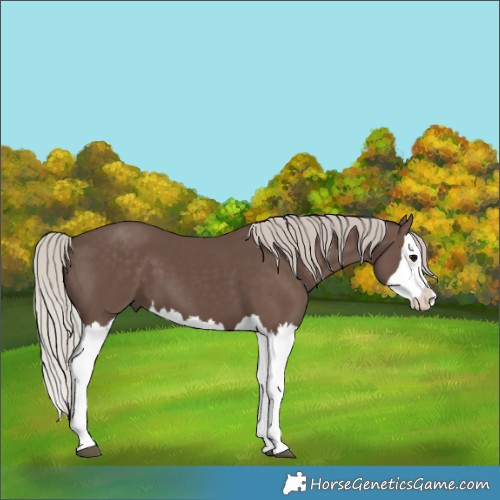 Horse Color:Silver Black Splash