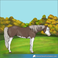 Horse Color:Silver Black Splash 