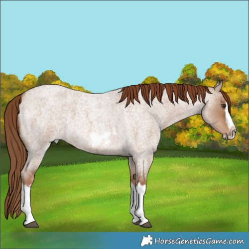 Horse Color:Red Dun Roan Splash Frame Rabicano