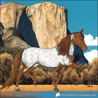 Horse Color:Gray Chestnut Near Leopard 