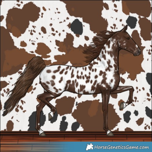 Horse Color:Gray Chestnut Near Leopard 