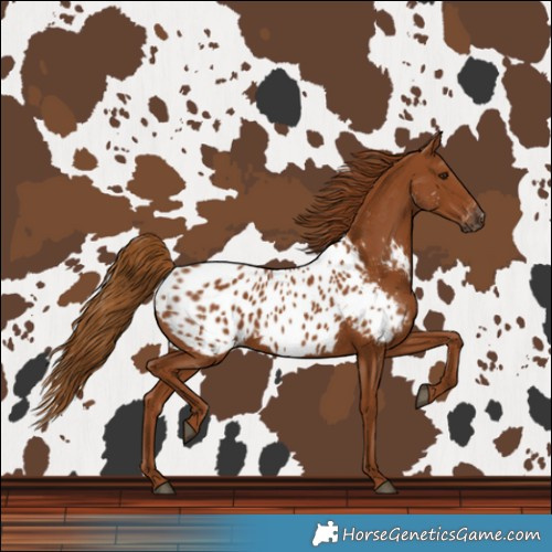 Horse Color:Gray Chestnut Near Leopard 