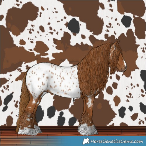 Horse Color:Gray Chestnut Near Leopard 