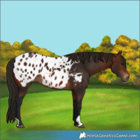 Horse Color:Gray Bay Blanket