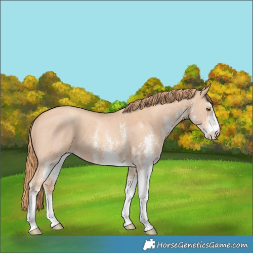 Horse Color:White Spotted Gold Champagne
