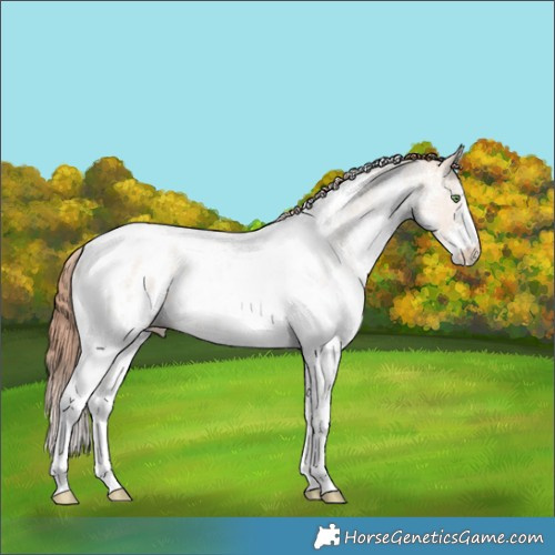Horse Color:White Spotted Gold Champagne Dun Tobiano Appaloosa
