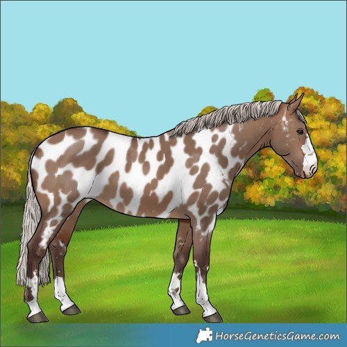 Horse Color:Silver Brown Dun Near Leopard