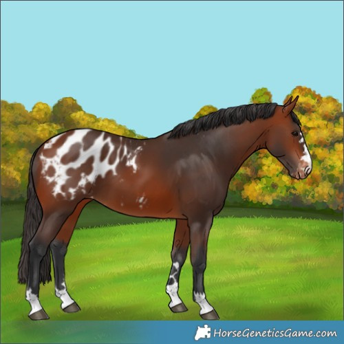 Horse Color:Bay Appaloosa