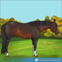 Horse Color:Brown Tobiano Rabicano