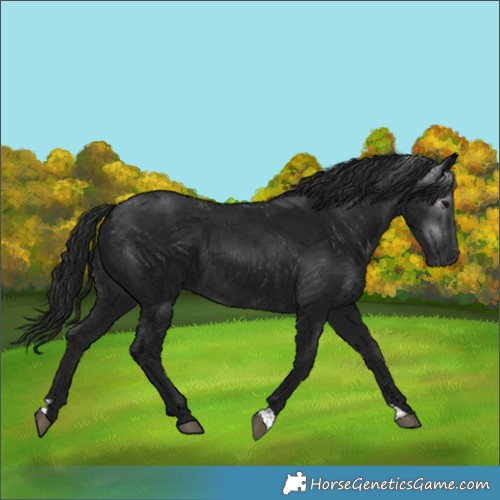 Horse Color:Gray Black
