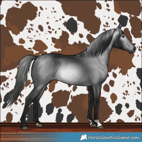 Horse Color:Gray Black 