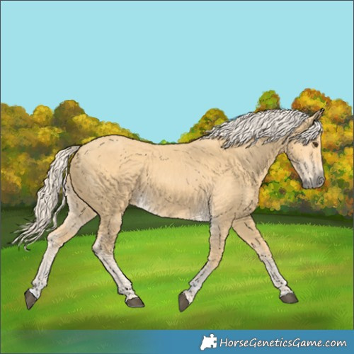 Horse Color:Palomino