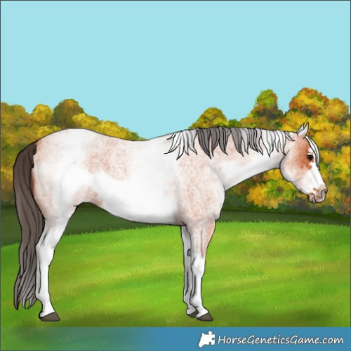 Horse Color:White Spotted Bay Roan Frame