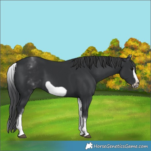 Horse Color:White Spotted Black Frame 