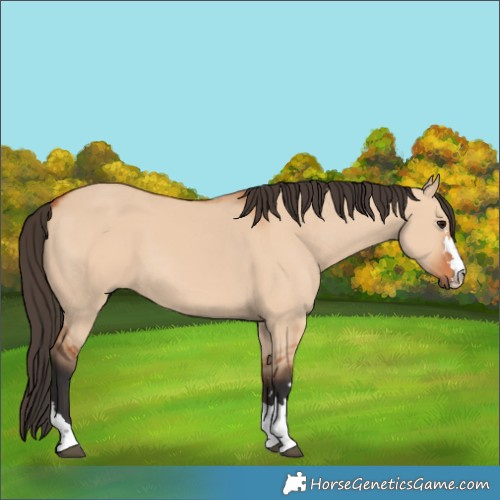Horse Color:Bay Dun 
