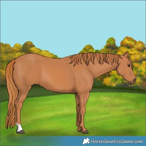 Horse Color:Chestnut 
