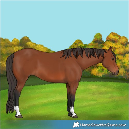 Horse Color:Bay 