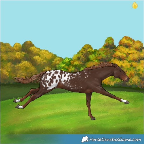 Horse Color:Gray Chestnut Appaloosa