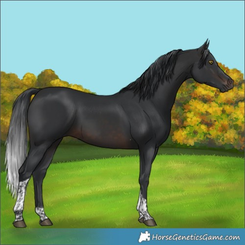 Horse Color:Brown Tobiano