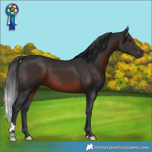 Horse Color:Brown 