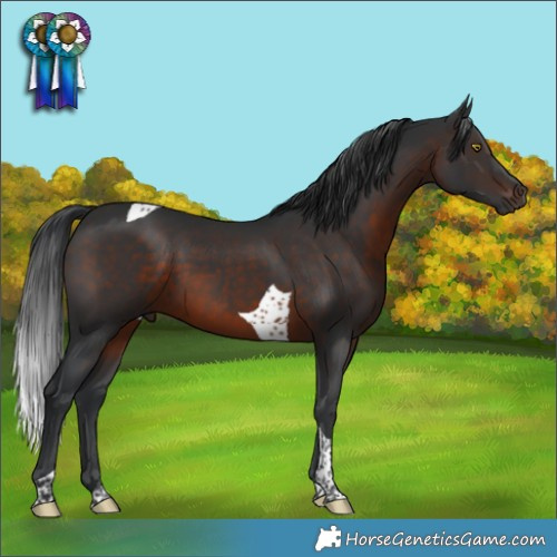 Horse Color:Brown Tobiano