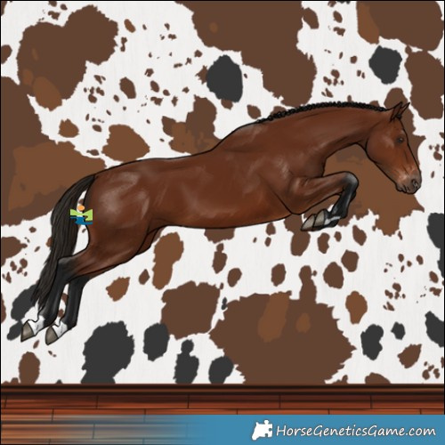 Horse Color:Gray Bay Varnish 