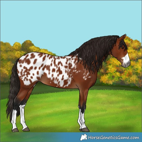 Horse Color:Gray Bay Appaloosa 