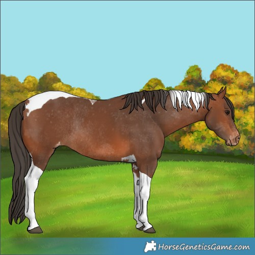 Horse Color:Bay Tobiano Skewed LP Spotted Rabicano