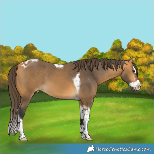 Horse Color:Buckskin Splash Tobiano Skewed LP Spotted