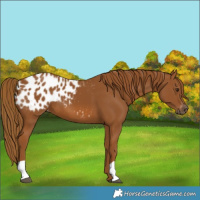 Horse Color:Gray Chestnut Blanket