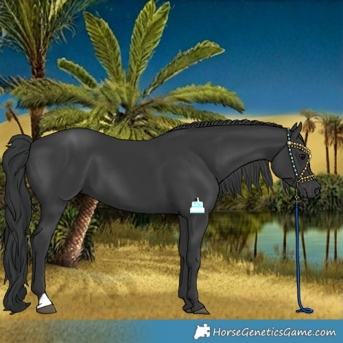 Horse Color:Black 