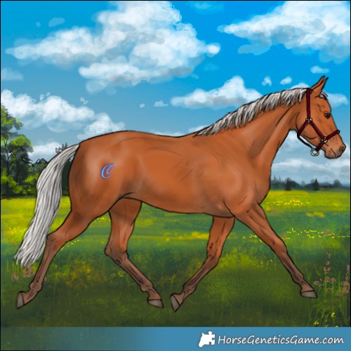 Horse Color:Silver Bay 