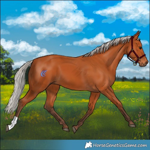 Horse Color:Silver Bay 