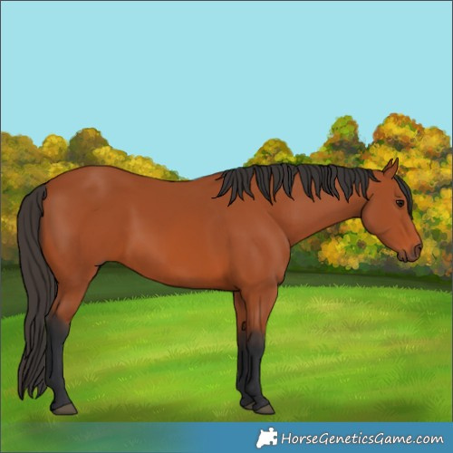 Horse Color:Bay 