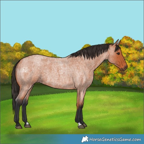 Horse Color:Bay Roan 
