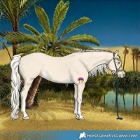 Horse Color:Cremello 