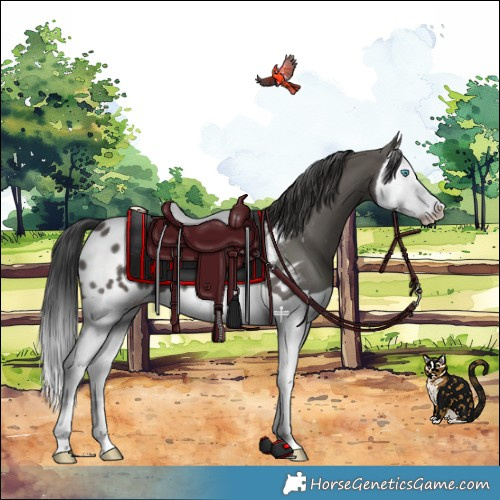 Horse Color:Grullo Splash Blanket 