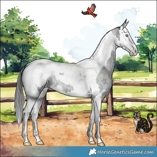 Horse Color:Blue Roan Splash Tobiano Snowcap 