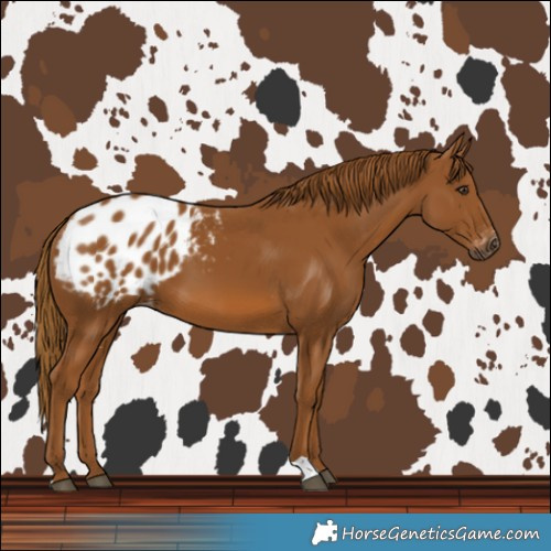 Horse Color:Gray Chestnut Blanket 