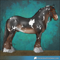 Horse Color:White Spotted Liver Chestnut 