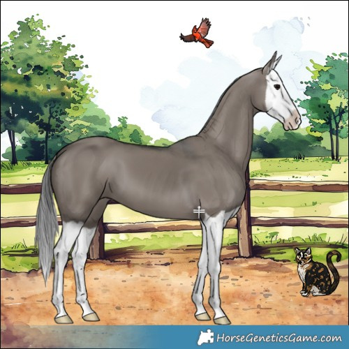Horse Color:Grullo Splash 
