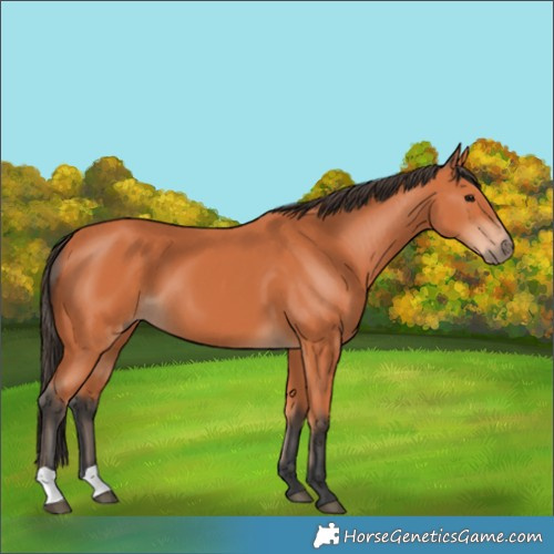 Horse Color:Bay 